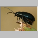 Altica sp - Blattkaefer 01b 6-7mm.jpg